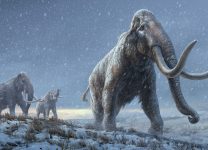 Получена древнейшая ДНК мамонта возрастом более миллиона лет