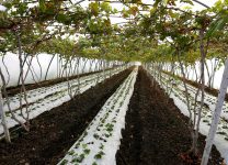 Кубань к 1 апреля завершит инвентаризацию виноградопригодных земель