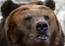 В Нижневартовске поймали гулявшего по улицам медведя