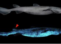 Ученые нашли самую большую светящуюся акулу