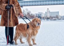 Для собак – поводырей в Санкт – Петербурге будет организована диспансеризация