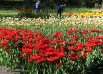 Фитосанитарный контроль задержал более чем 40 тысяч клубней цветов