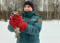 В Санкт – Петербурге после прохождения лечения выпущена ястребиная сова
