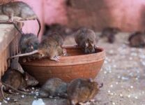 В Санкт – Петербурге выявлены первые заражения инфекциями от крыс