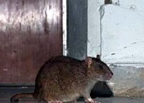 Жилищный комитет Санкт – Петербурга признал, что большое количество крыс живет в 20% домов