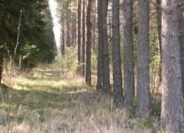 В лесу под Санкт – Петербургом обнаружили останки женщины