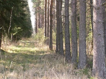 В лесу под Санкт – Петербургом обнаружили останки женщины
