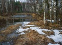 В лесу Ленинградской области заблудилась женщина с ребенком