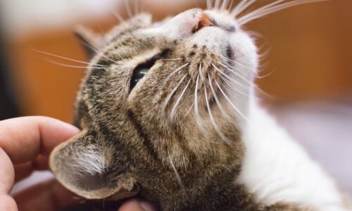 Петербуржцы высказали свои предпочтения на тему того, как назвать кота – хранителя Эрмитажа