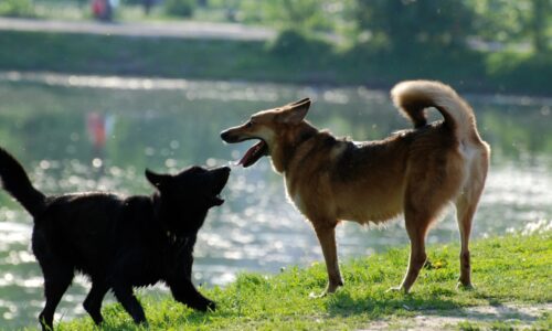 Некомфортная среда: петербуржцев возмутило качество новой площадки для выгула собак в Пушкине