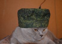 BILD: украинцы отправят на фронт котов