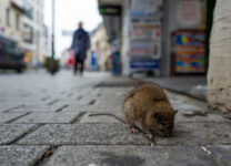 ХМАО атакуют толпы крыс